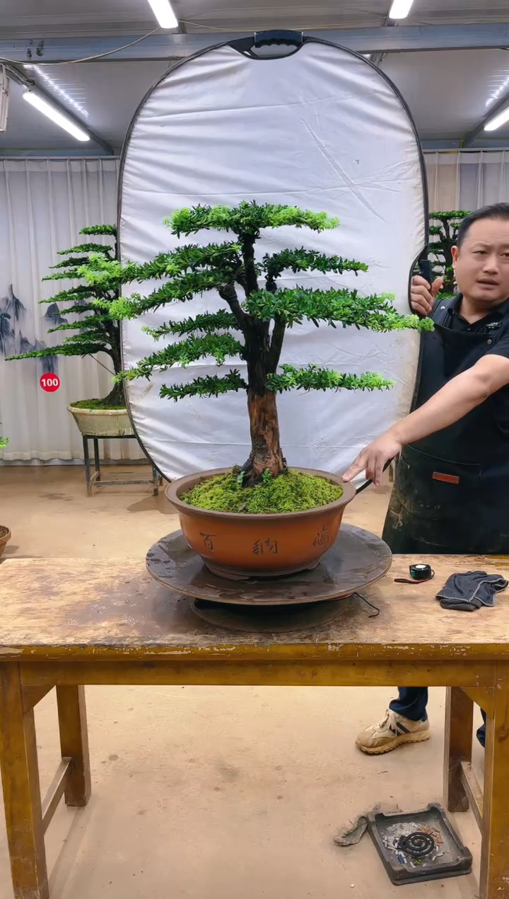 木精品罗汉松盆景  一物一拍