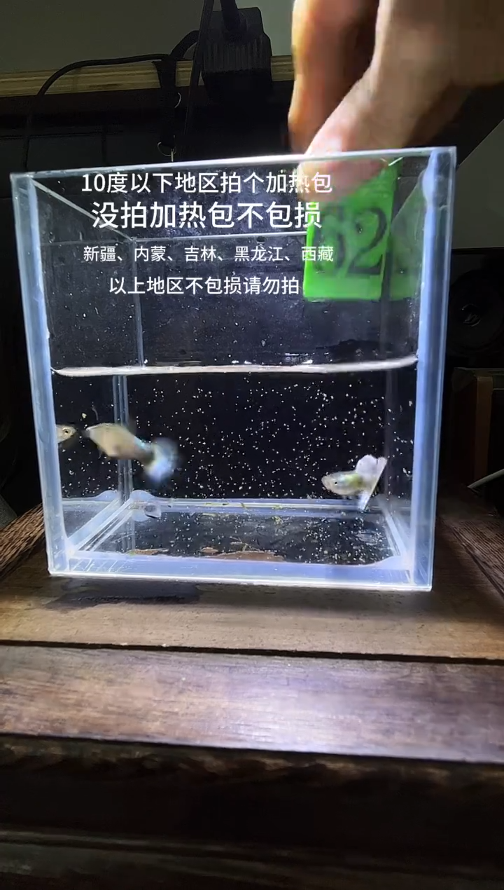 孔雀鱼白金白尾象耳62