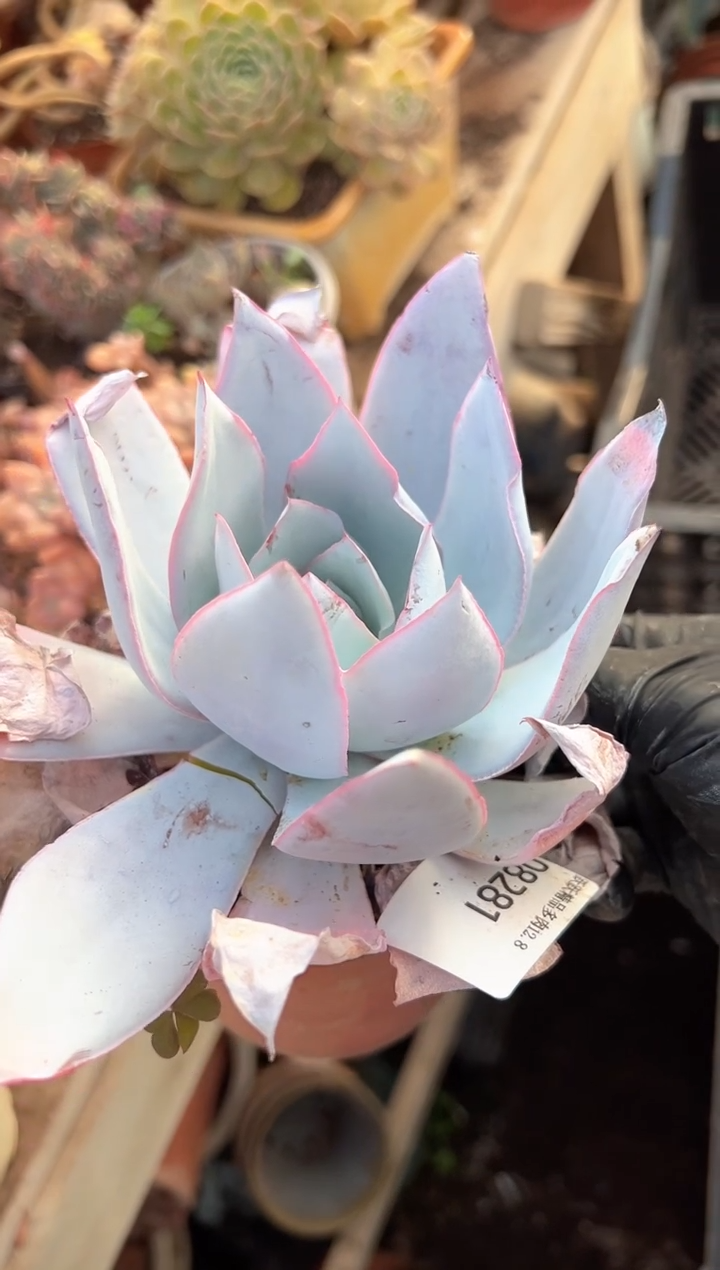 淡*色阿迷洲多肉花卉08281