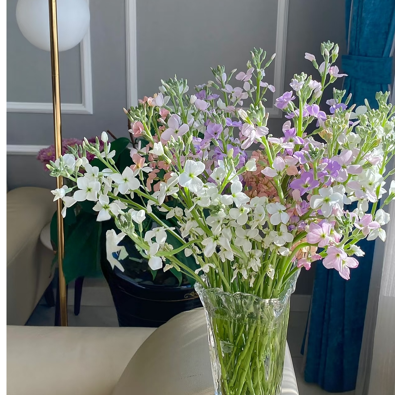 【买一送一】白粉紫混色单瓣香香紫罗兰带香味基地鲜花直发家养水养