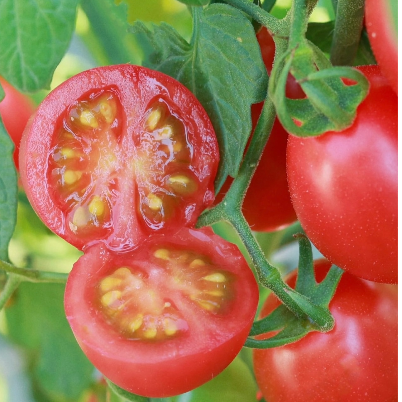 【顺丰包邮】天花板口感千禧小番茄脆甜爆汁番茄味浓郁2斤