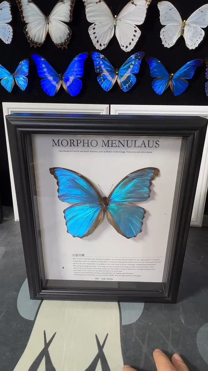 大蓝闪蝶欧版相框