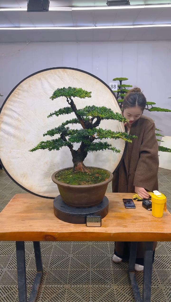 无花朵一物一拍一物一拍