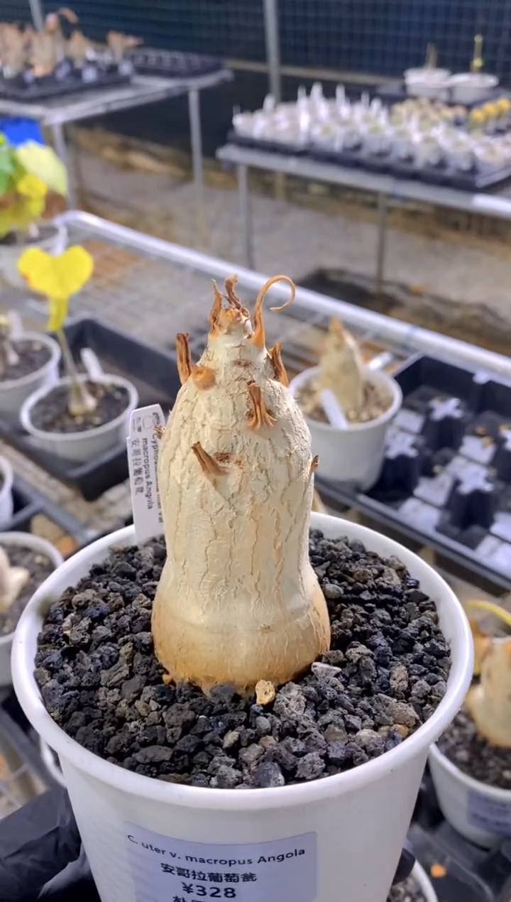 【闪购商品】安哥拉葡萄翁FA-5676