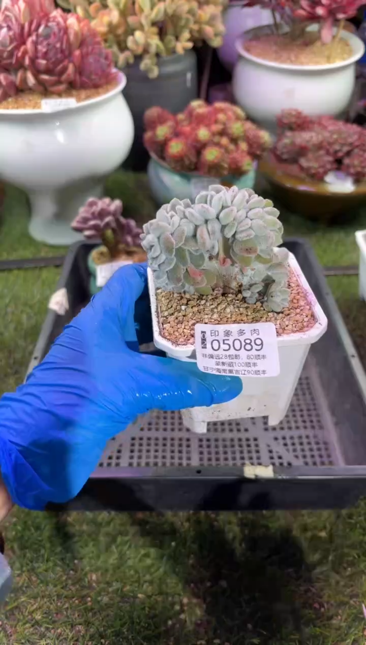 【闪购商品】05089