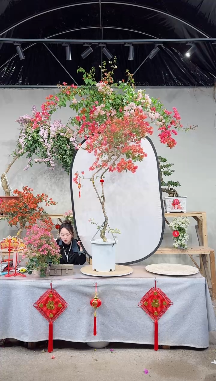 【闪购商品】盆景金心橙白