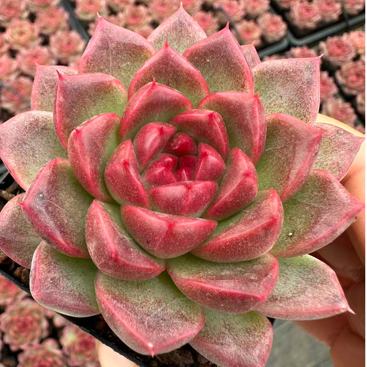 7#草莓熊多肉植物     前男友精品多肉 sm0893