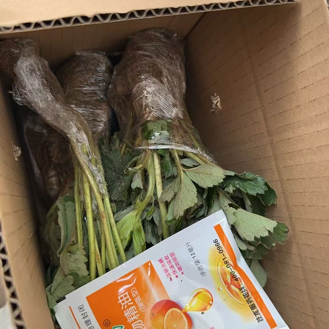 香野裸根草莓苗100棵