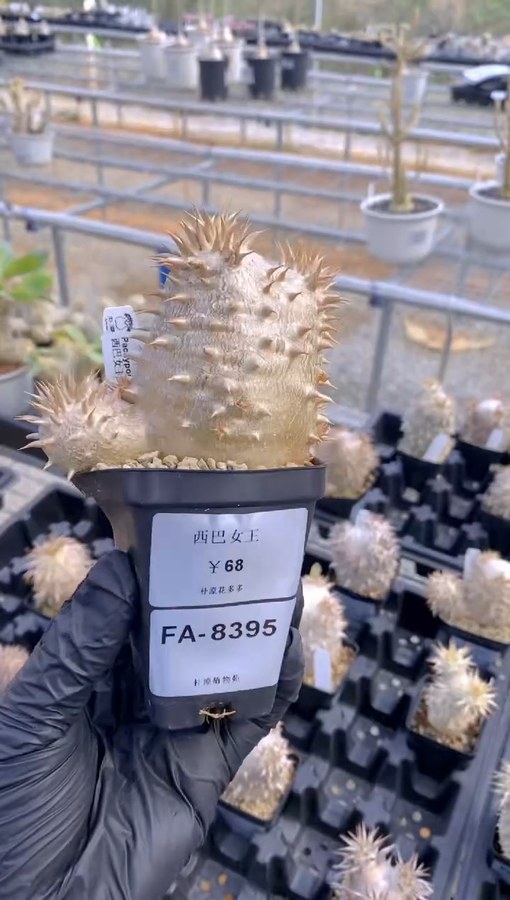 【闪购商品】西巴女王FA-8395