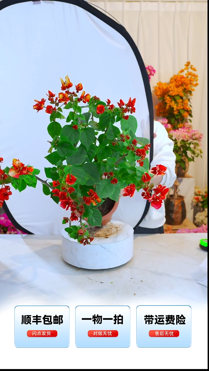 大部分开放少量花苞哪吒