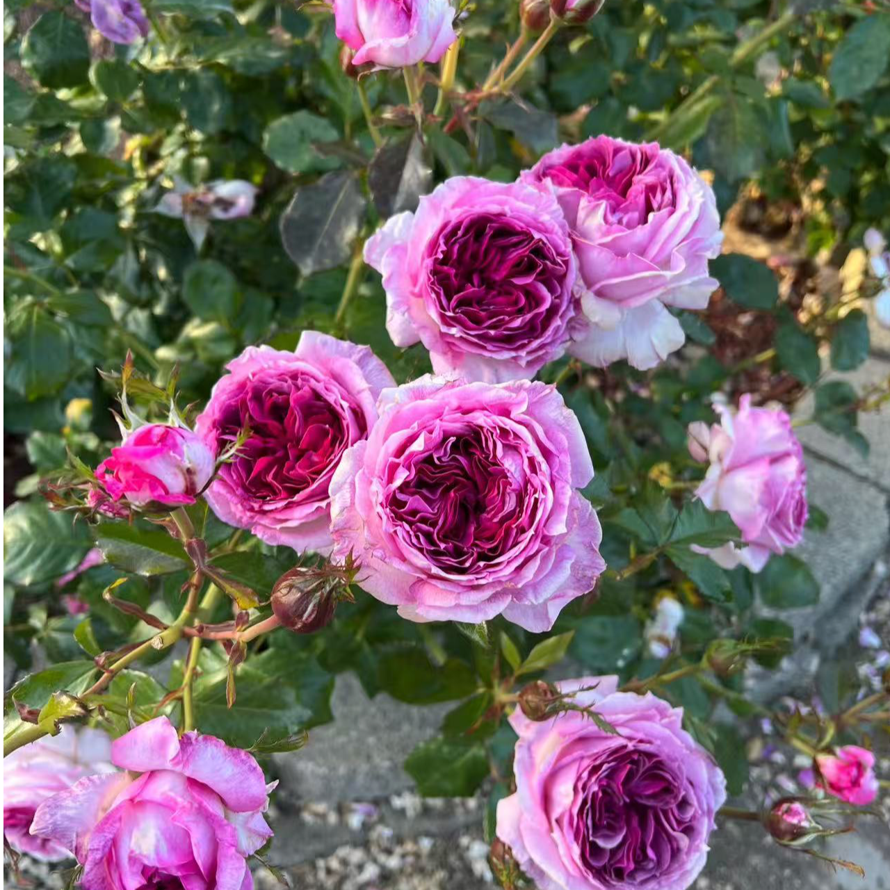 花卉基地直发月季玫瑰盆栽绿植适合客厅养殖「蓝莓蛋糕」棒棒糖