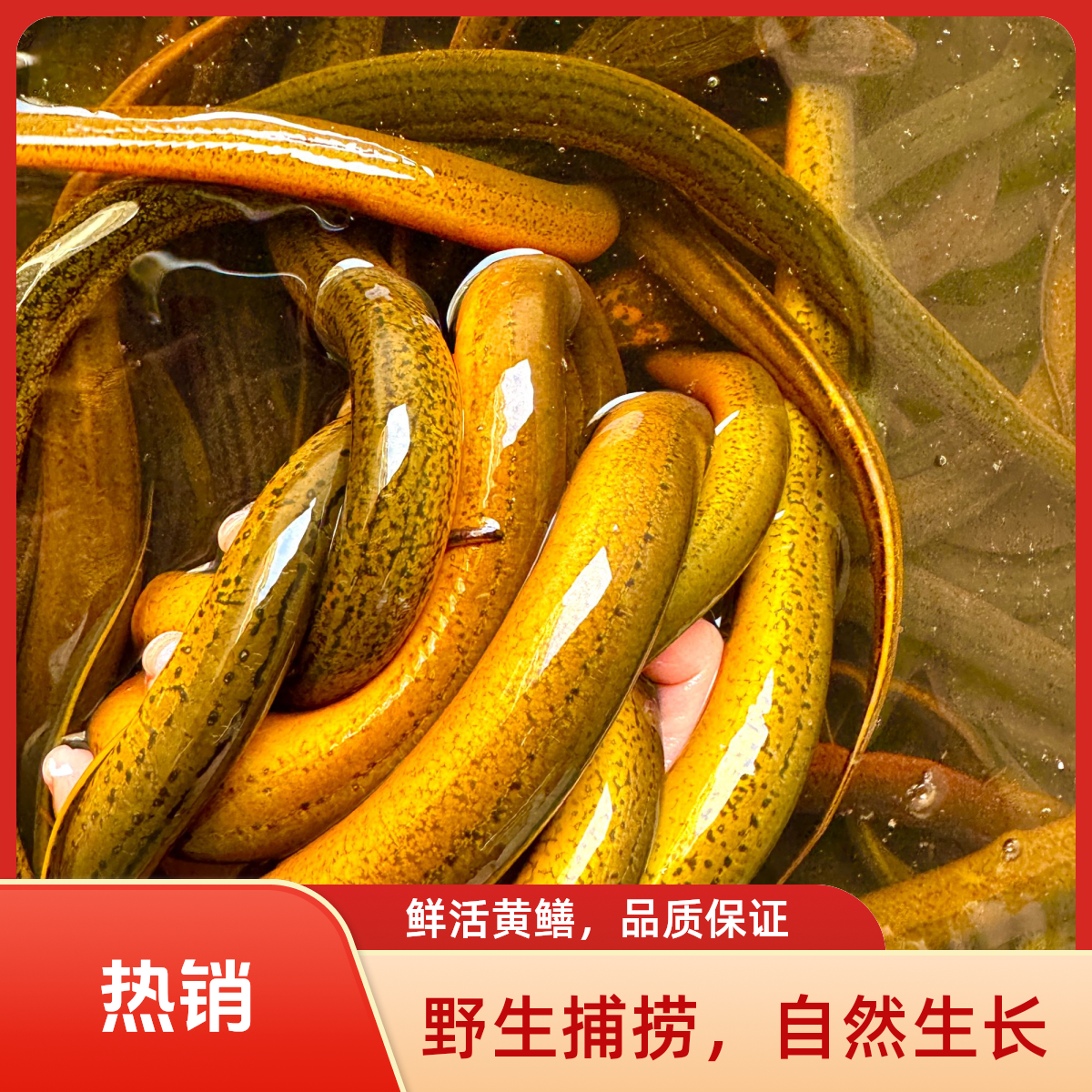 1两以下 活野生盘龙鳝  顺丰包邮包活1-1-1