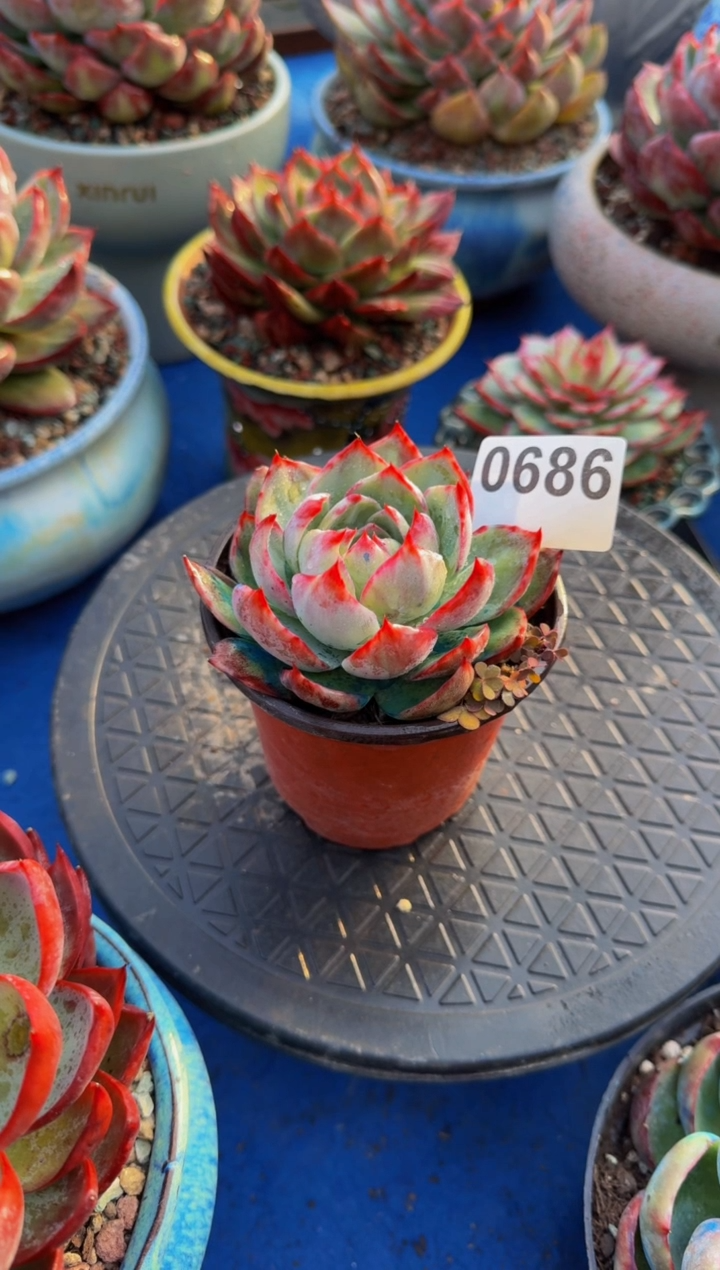 【闪购商品】0686惊鸿仙子（裸根发货）