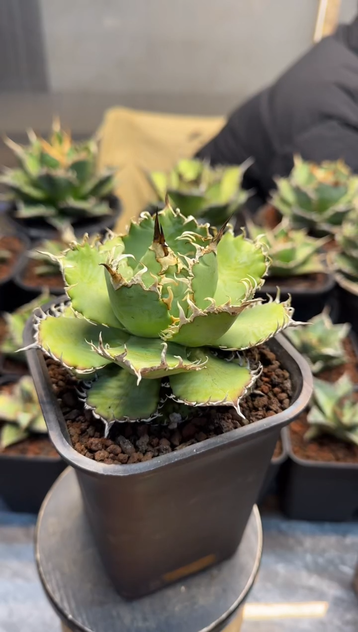 【闪购商品】蕾丝仁王冠龙舌兰