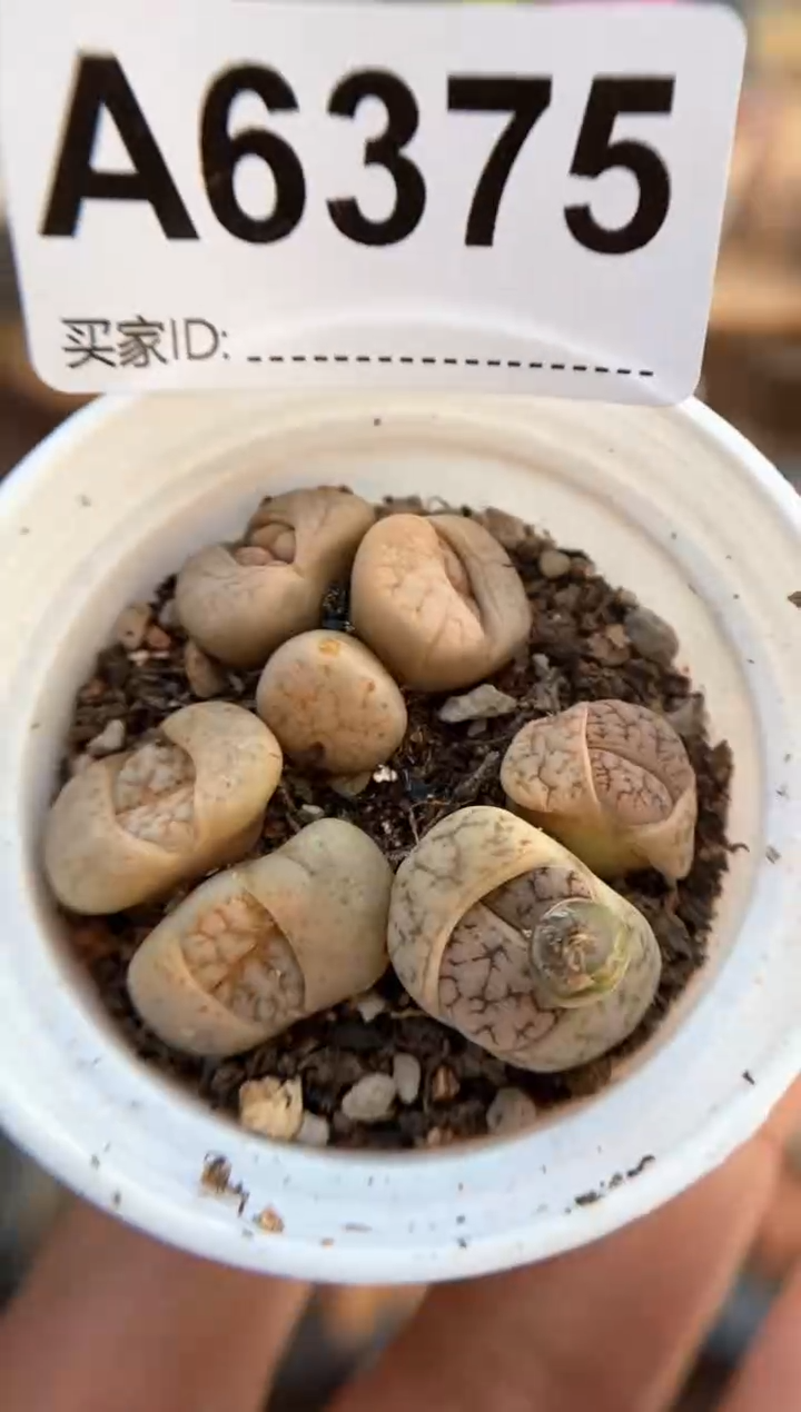 【闪购商品】6375直播一物一拍