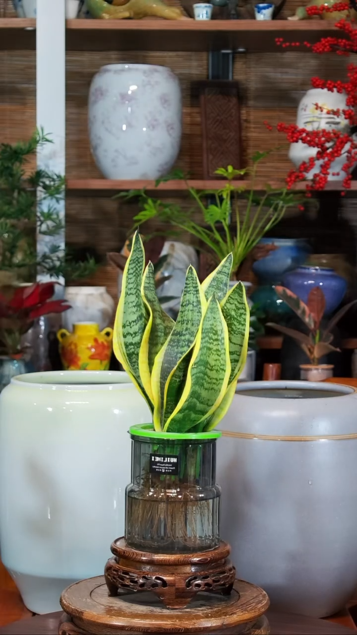 无花朵水之韵水培虎皮兰