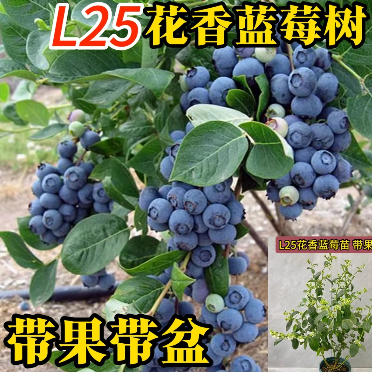 【带盆带果】花香蓝莓树苗盆栽地栽观赏南北可种