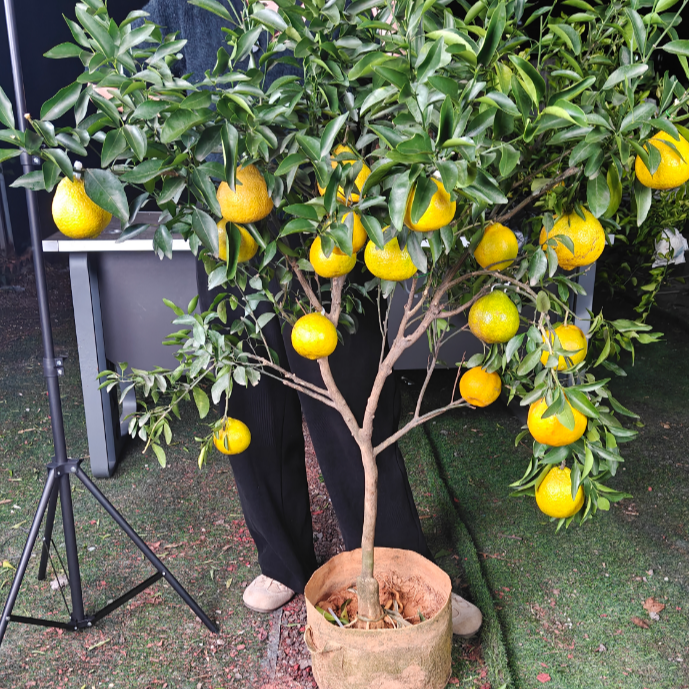 花卉绿植盆栽室内客厅室外耐寒花卉绿植盆景