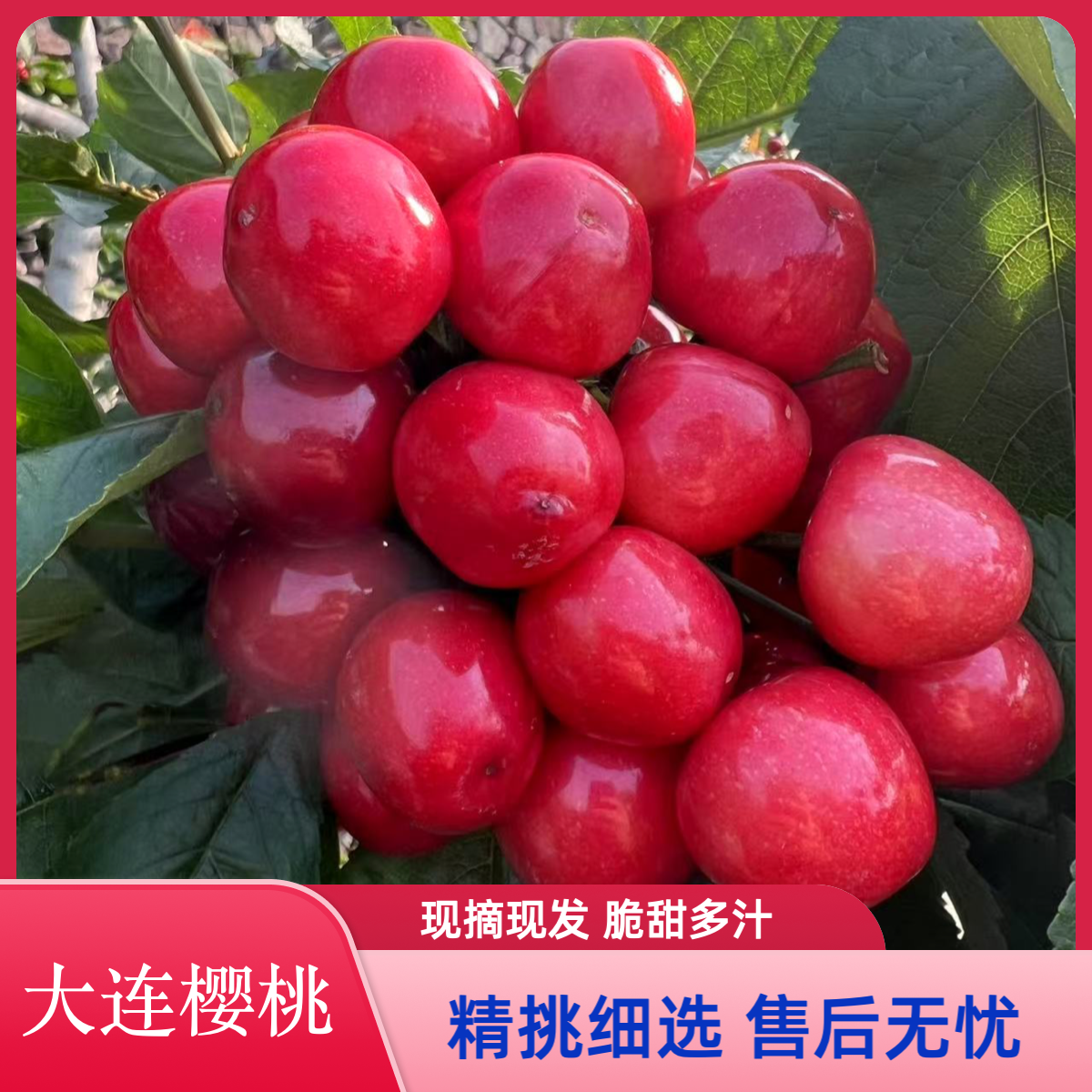 大连头茬美早大樱桃 2斤装 净重1.8斤 规格：2J-5J 中果-果王 现摘现发 脆甜多汁 包邮送货上门