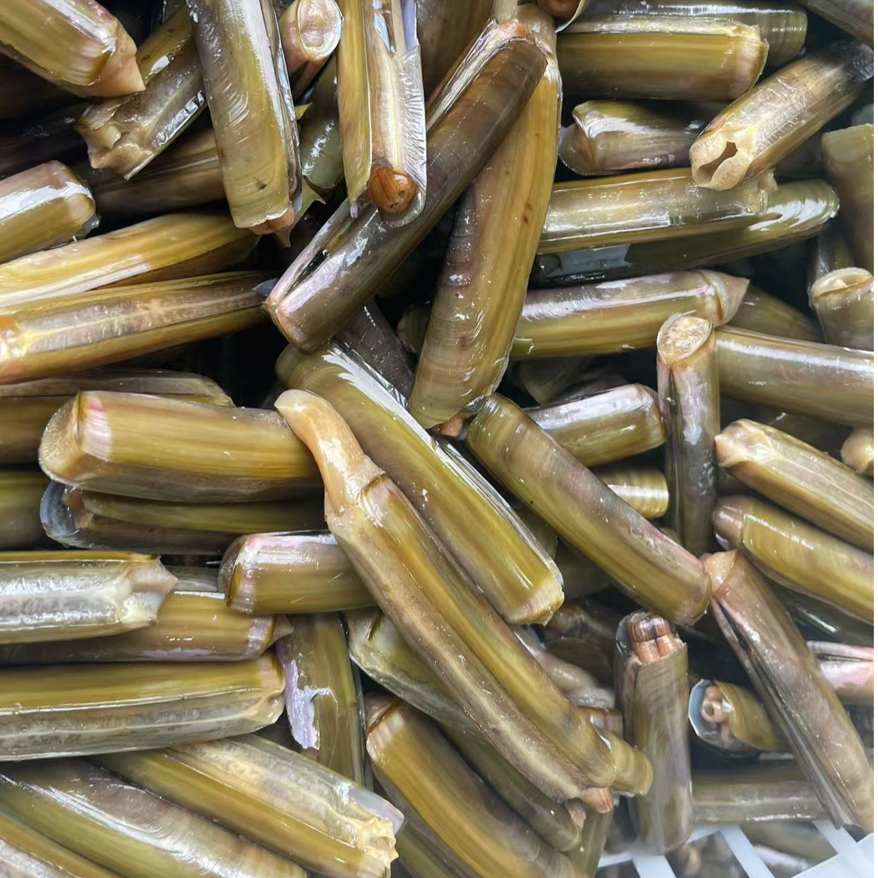 当海大蛏子3斤【保鲜不保活】（少量有沙，运输中有碎壳）