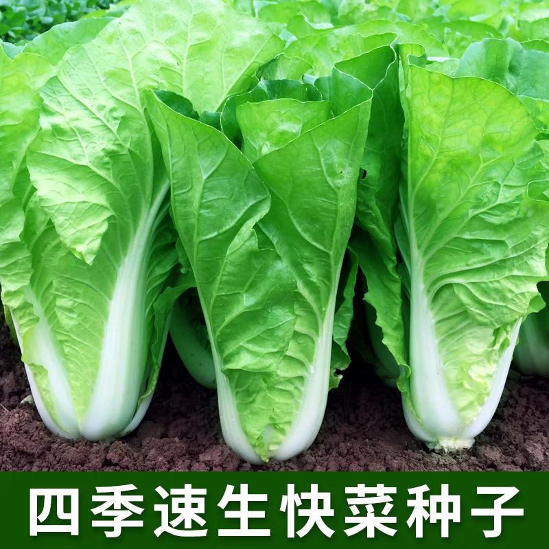 【下单就发三包】耐寒四季奶油快菜种子耐热耐寒阳台盆栽蔬菜种子