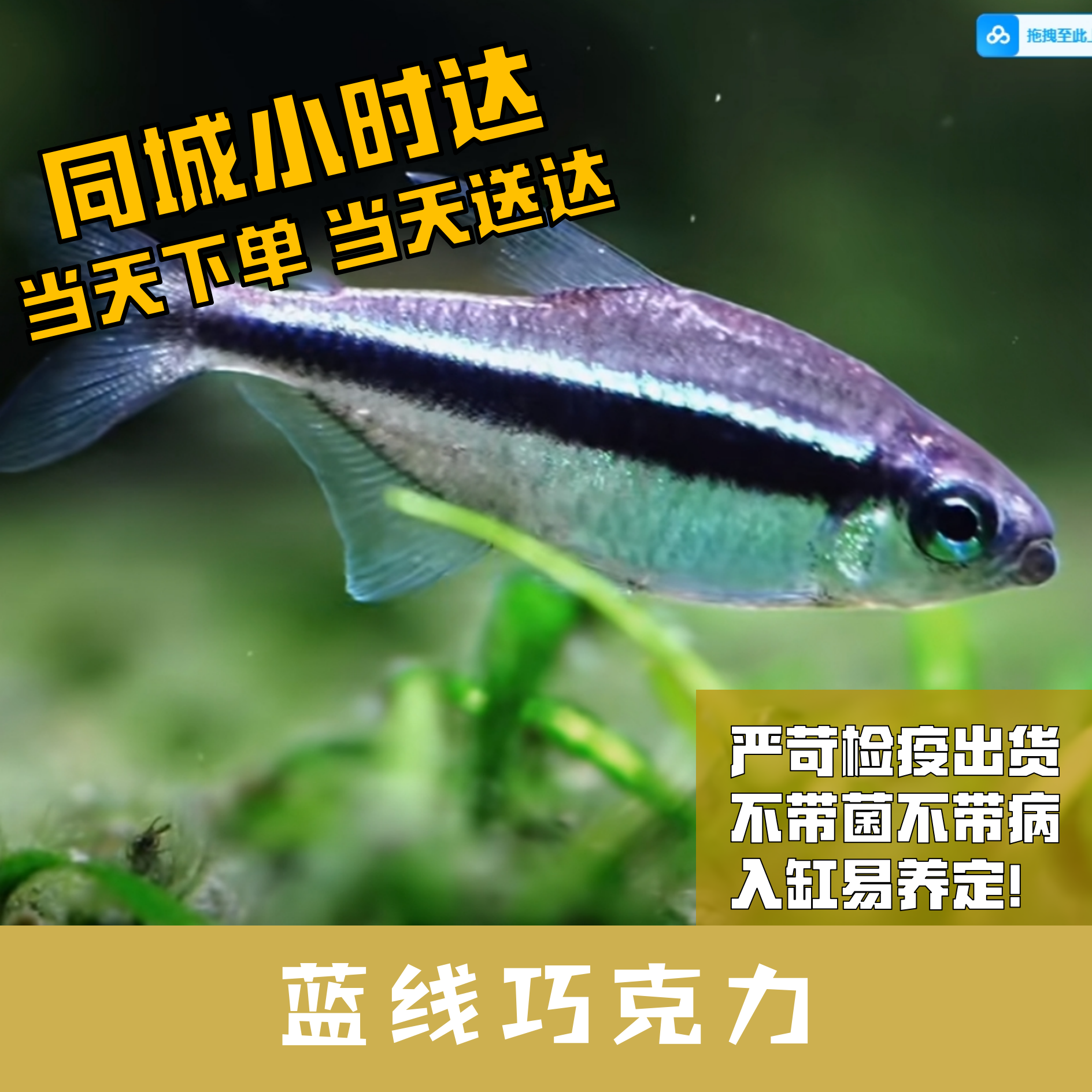 Boo小鱼蓝线巧克力小型灯科鱼