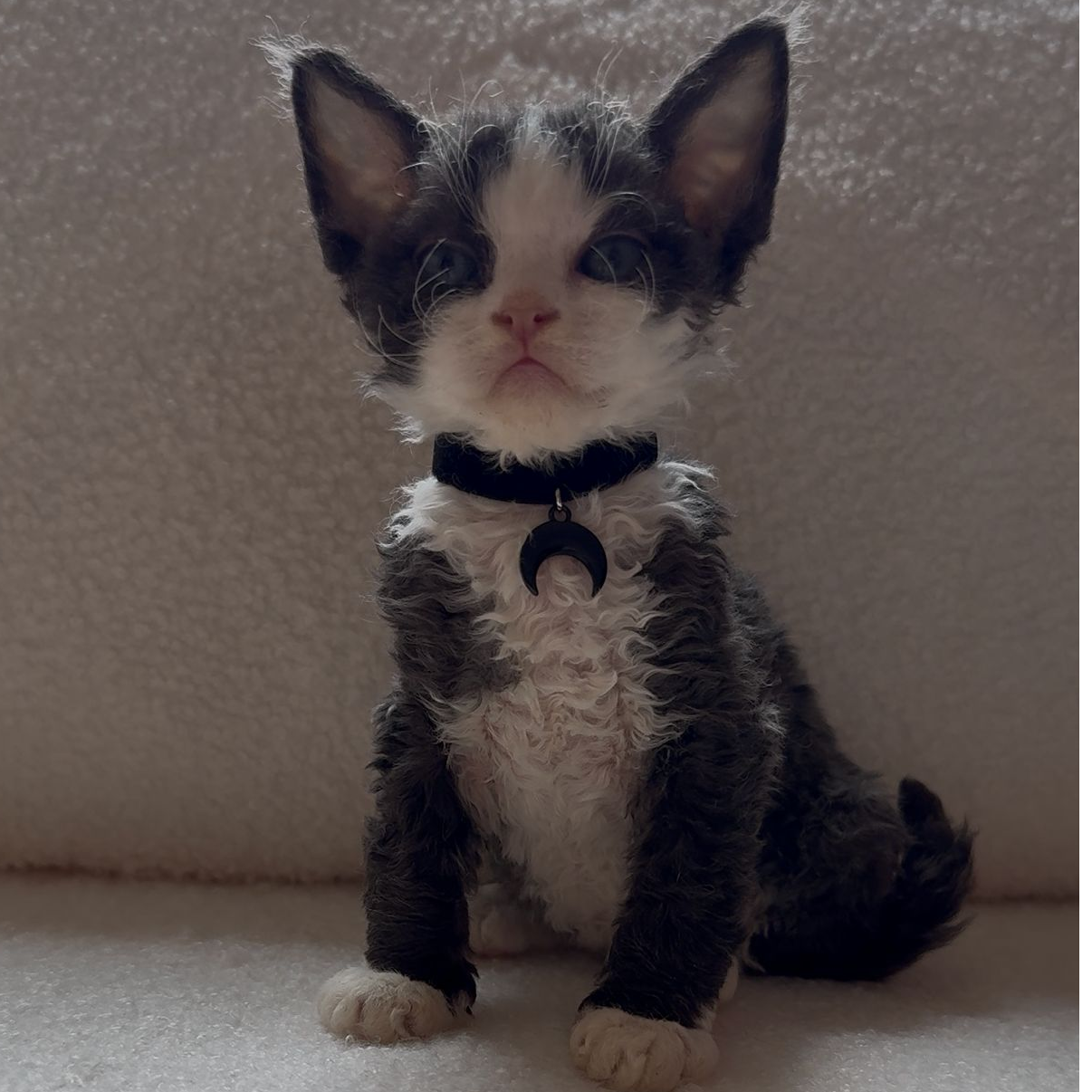 Tom和它的梦中情猫猫咪活体宠物