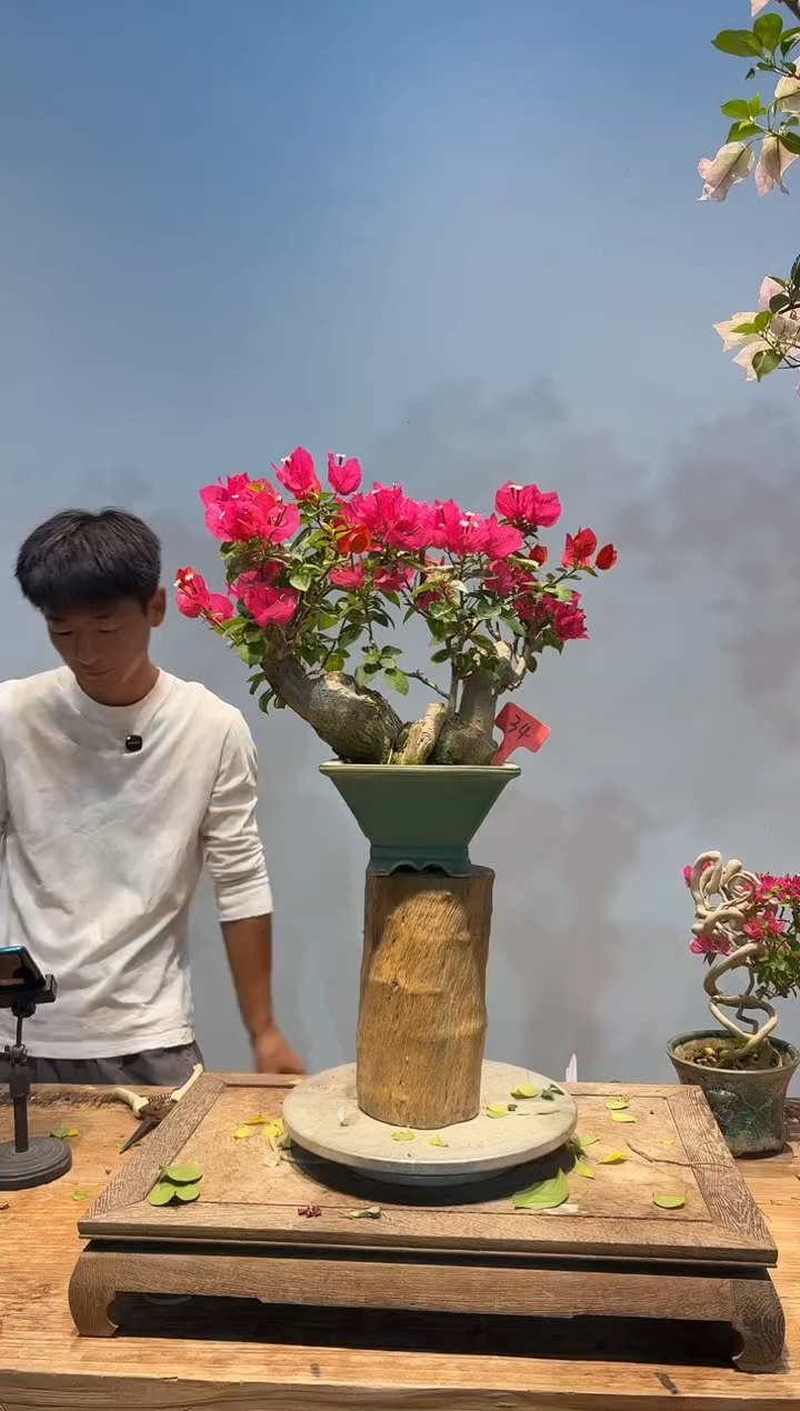 全部花朵❤****轻三角梅34