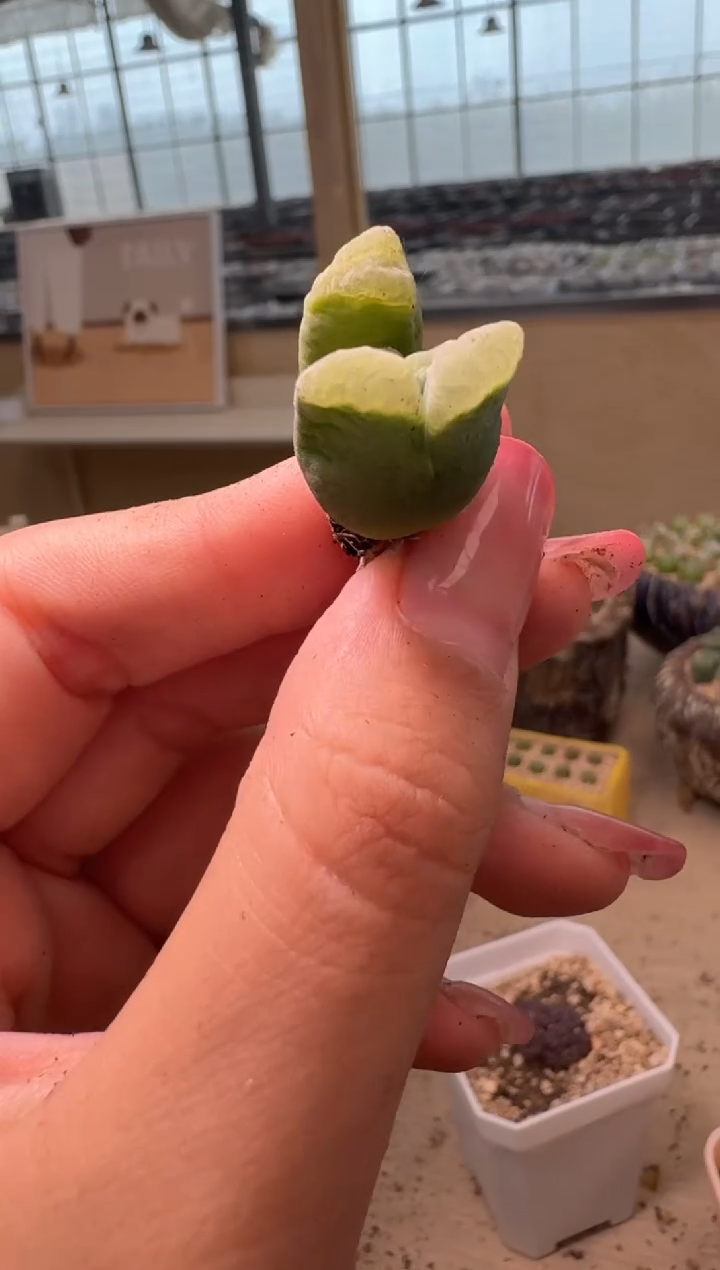 16-245多肉植物肉锥