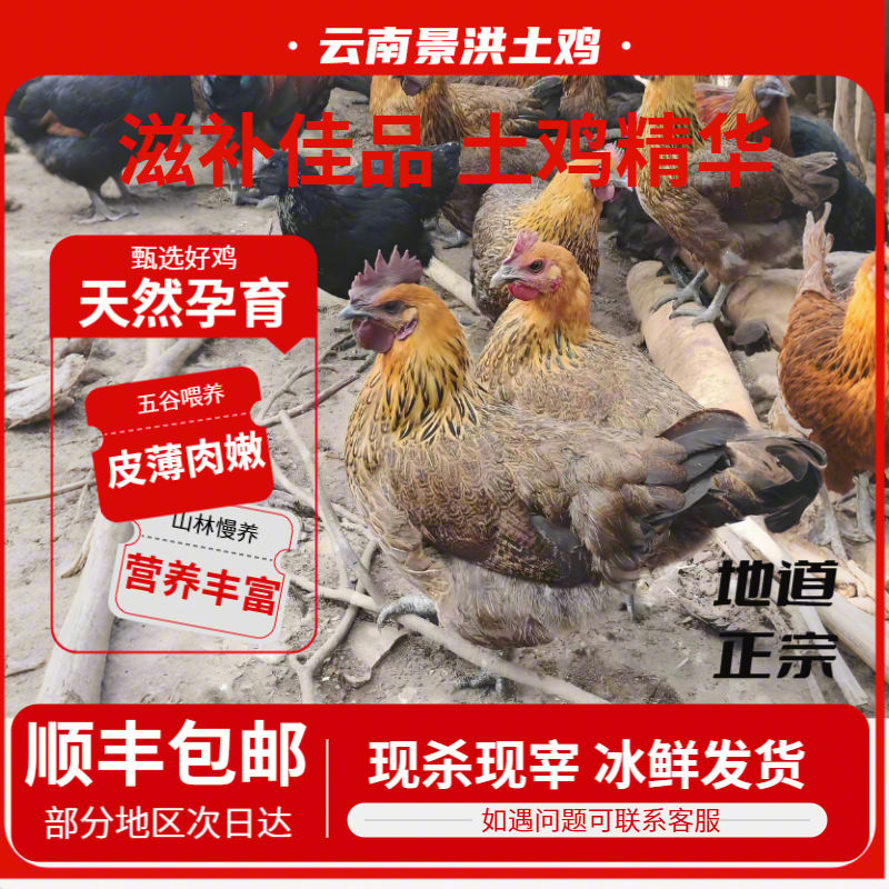 农家散养1年以上老母鸡现货先发2.5斤左右顺丰发货 包冰率35%-40%