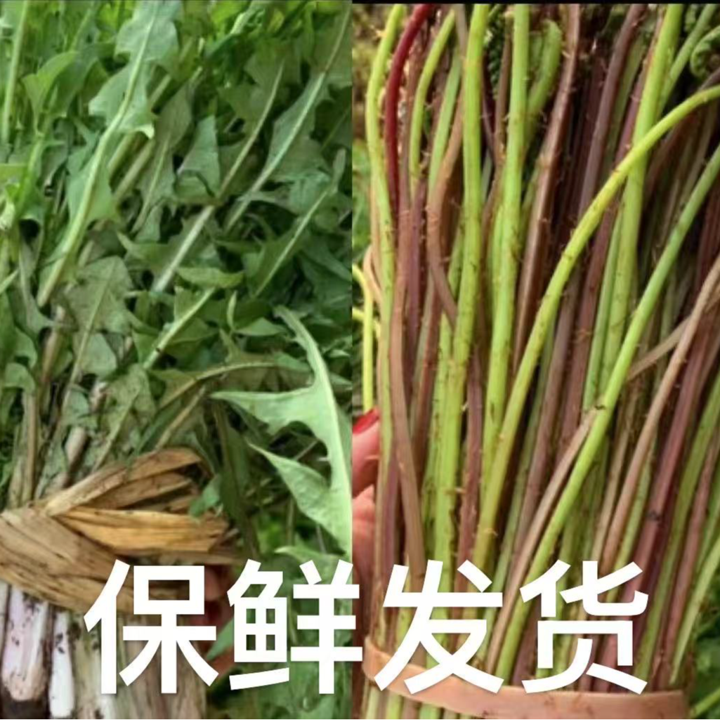 东北农家婆婆丁 猴腿