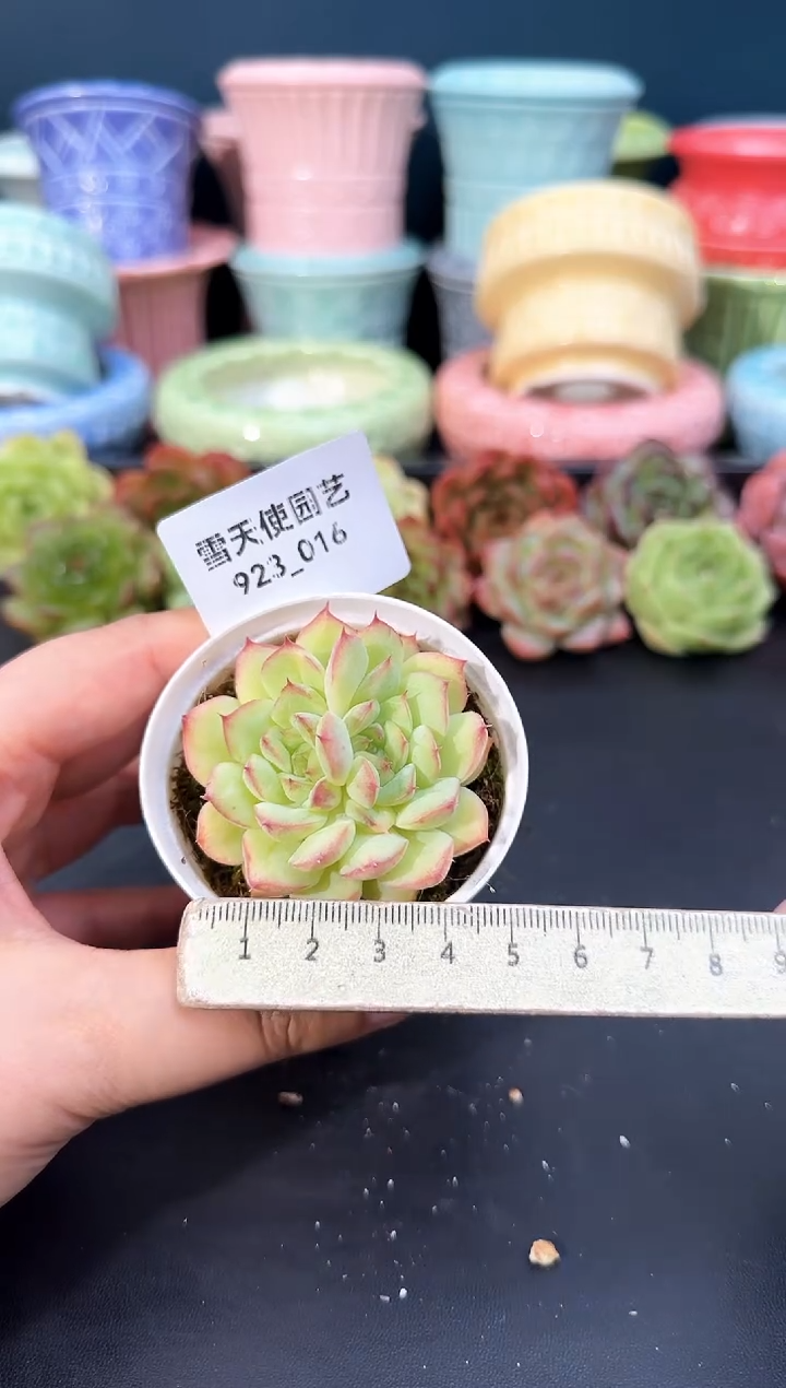 923-016青山（冠幅5cm）