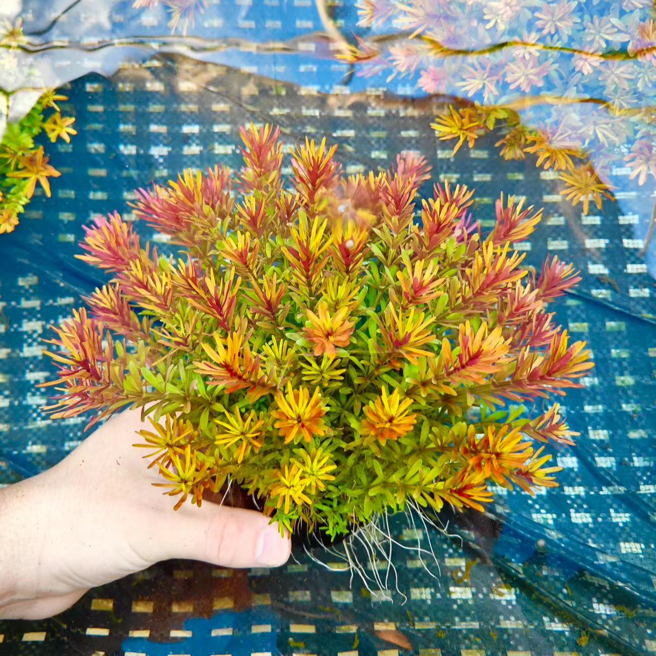 【十字牛顿】水草鱼缸造景净水水草大坨坨草制氧水草