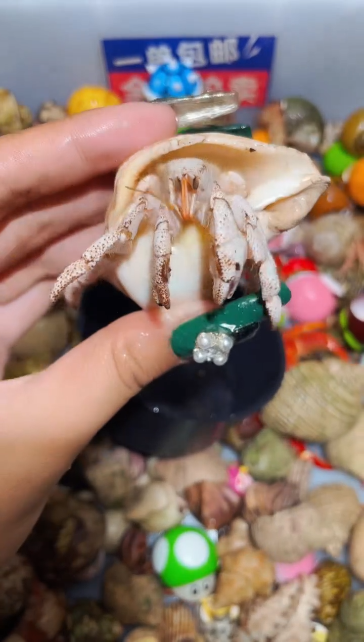 陌派甄选寄居蟹6796，几乎全白马岛2.4