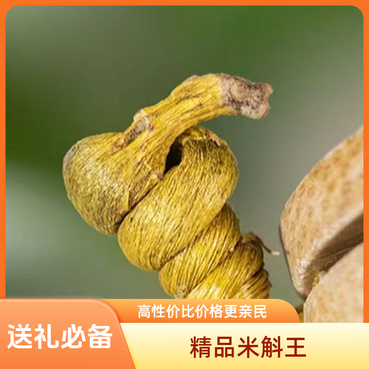 精品霍山米斛枫斗 龙头凤尾 