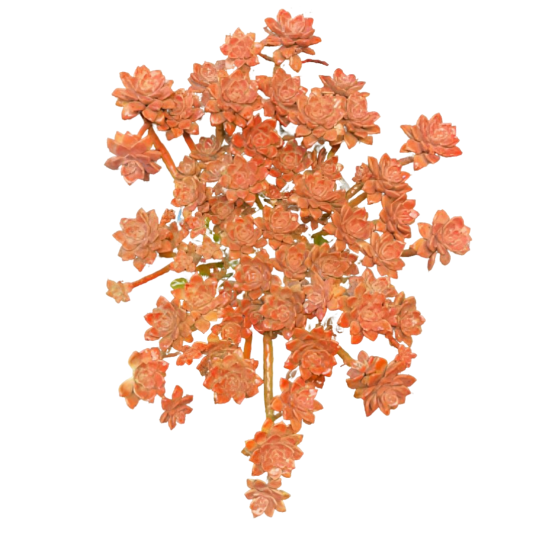 【大号阿伦培】（土球发货）粉色老桩精品盆栽绿植控养飘枝造型多肉