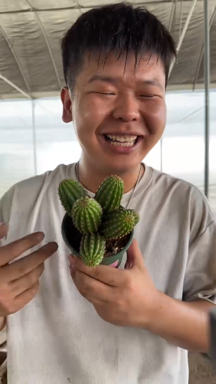 多头 金四毛花柱