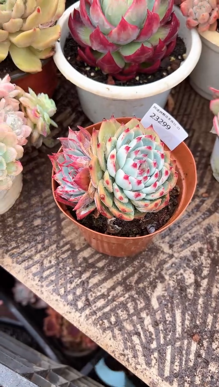 财***来阿迷洲多肉花卉23299