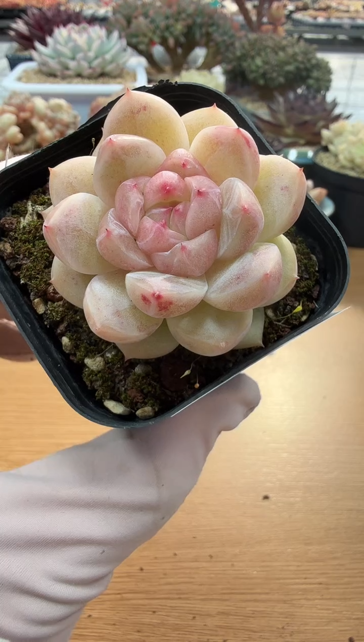 东云多肉园二店-108