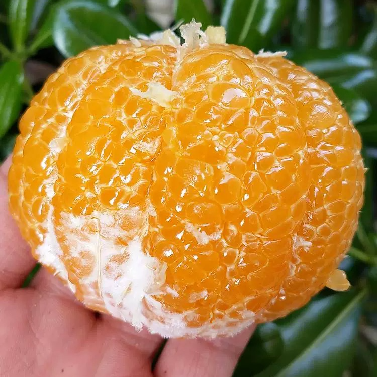 Tianzi/天子（常山老树胡柚新鲜采摘）衢州常山胡柚柚子水果