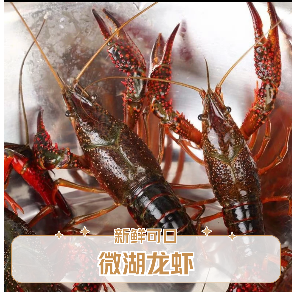 青壳薄皮小龙虾（（有个别死亡介意勿拍大小不很均匀）