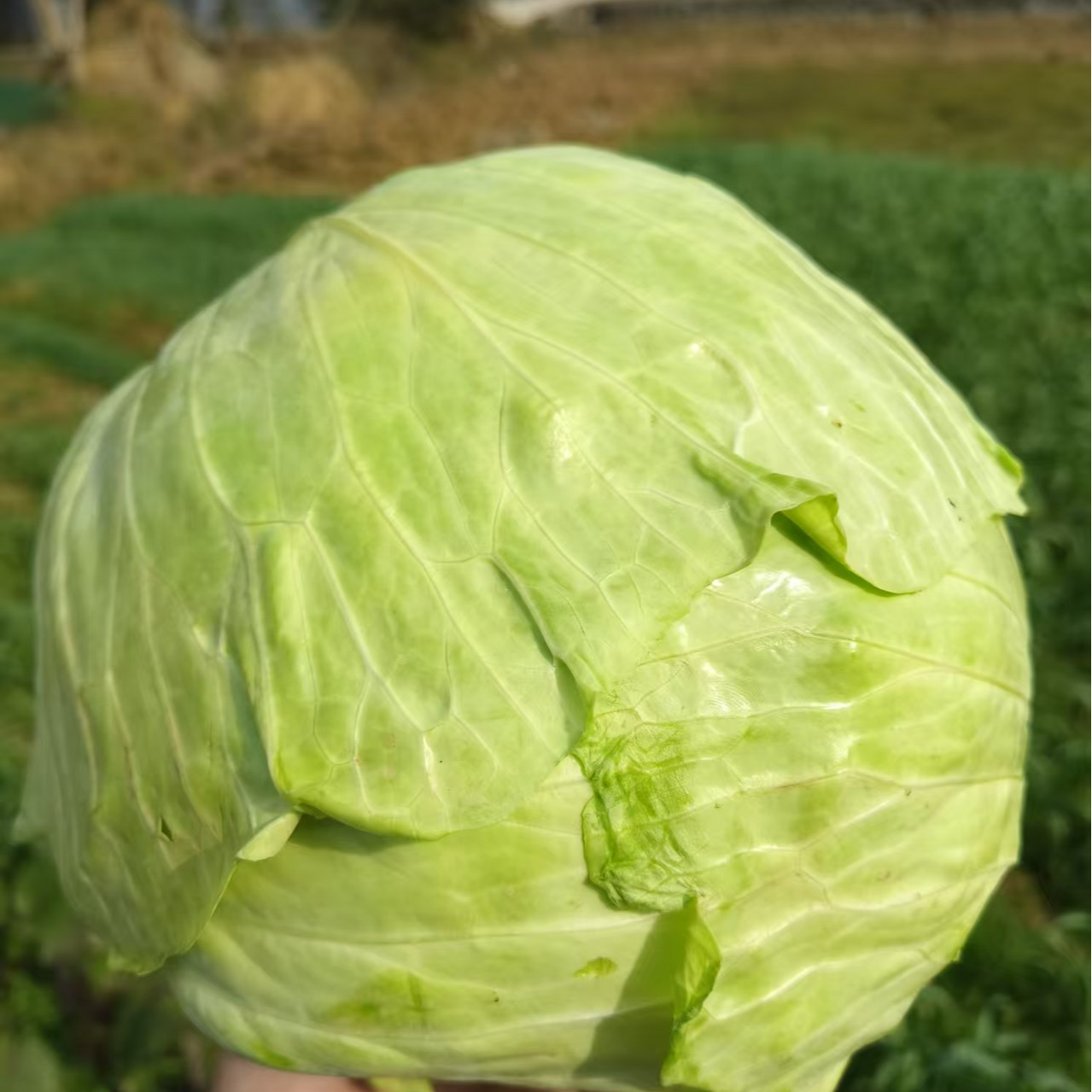 恩施高山农家包菜 恩施山妹代购农产品