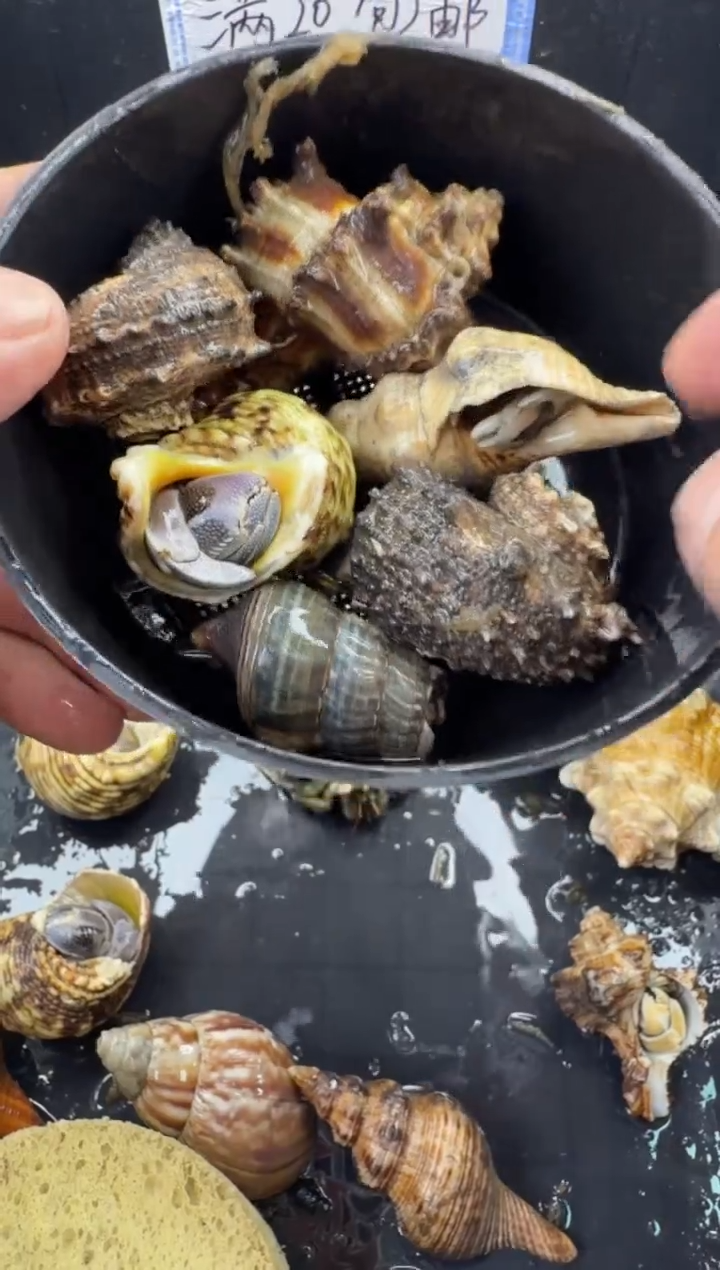 6只包活到手3只，不包全品