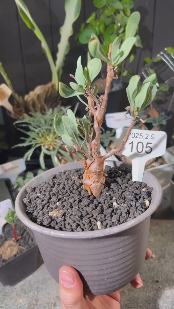 【闪购商品】送一个彼岸花大种厚敦菊2.9.105