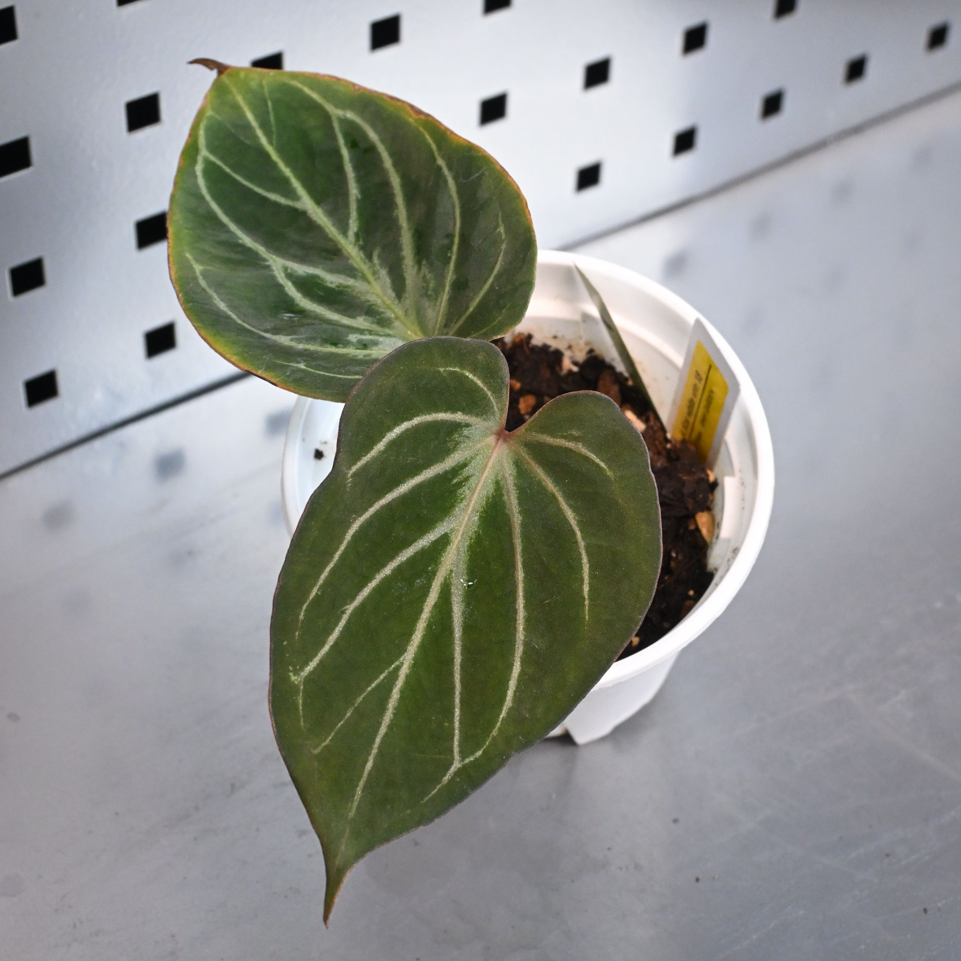 优选HU KOS花烛链接 植物一物一拍天南星科网红热植 