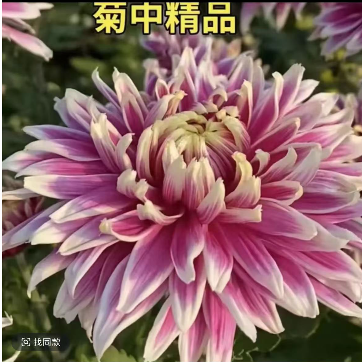 【天门锦莲】菊花盆栽带花苞发货大花特色花卉绿植