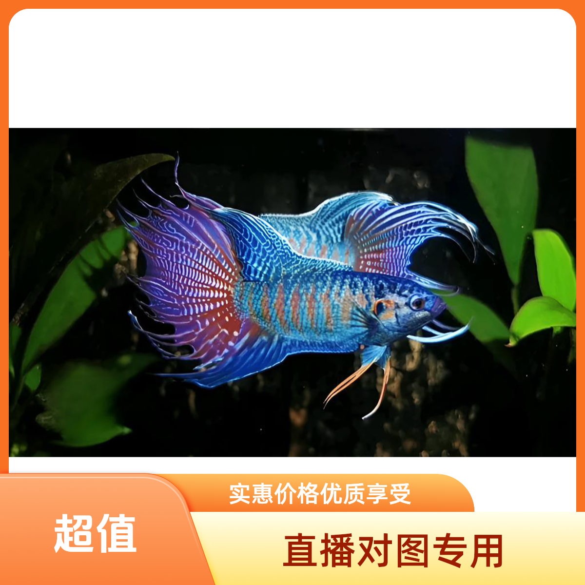 中国斗鱼活体淡水冷水观赏鱼耐活好养无需加温打氧