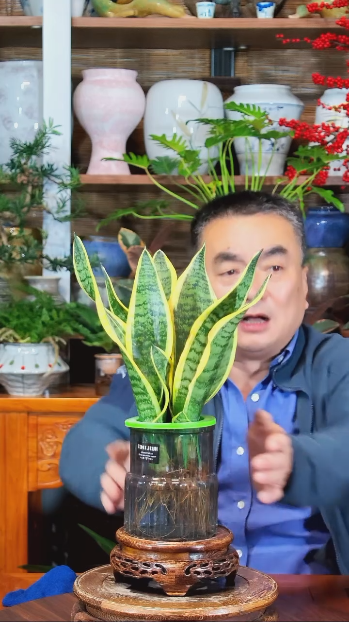 无花朵不***ᵃ水之韵水培虎皮兰