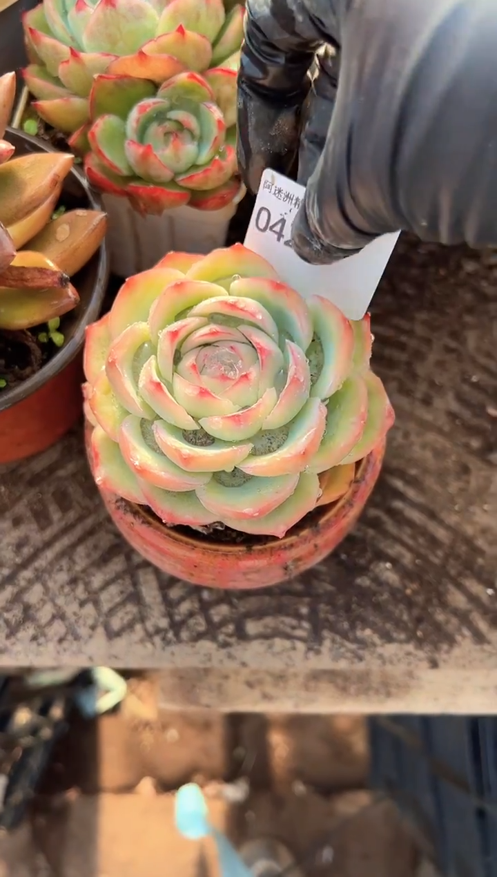 傻***?多肉植物一物一拍04226