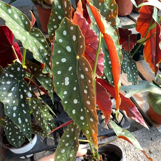 鳟鱼秋海棠网红ins风绿植盆栽室内阳台北欧观赏植物